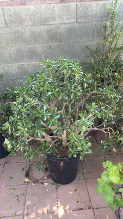 Huge plant/arbol de jade