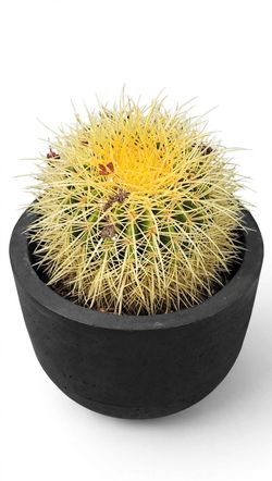 Golden BARREL