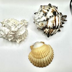Set of  2 Murex Seashells and 1 Clam shell Ocean Beach Nautical