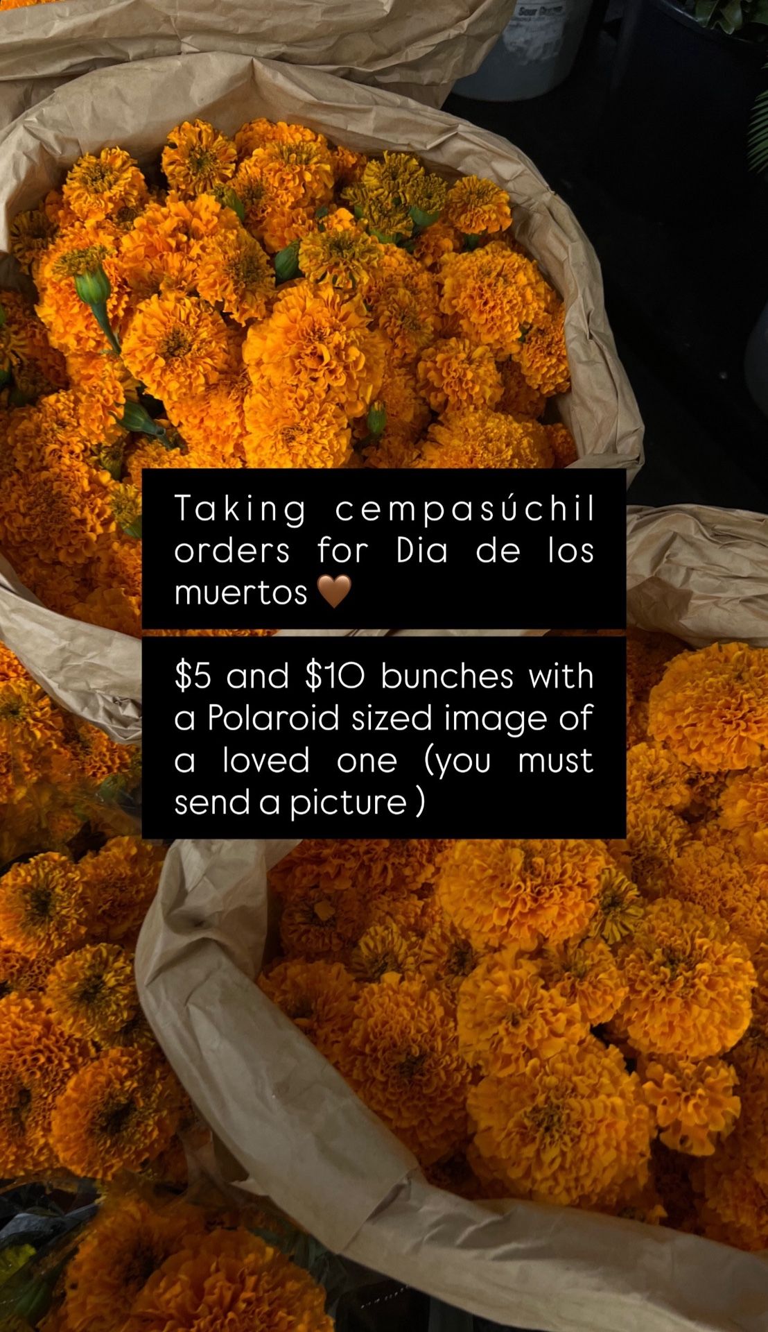Cempasuchil Marigold Día De Los Muertos