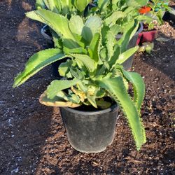 Kolanchoe $7