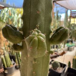 🌵grafted Cactus • Timewarp X Spud • Rooting 🌵