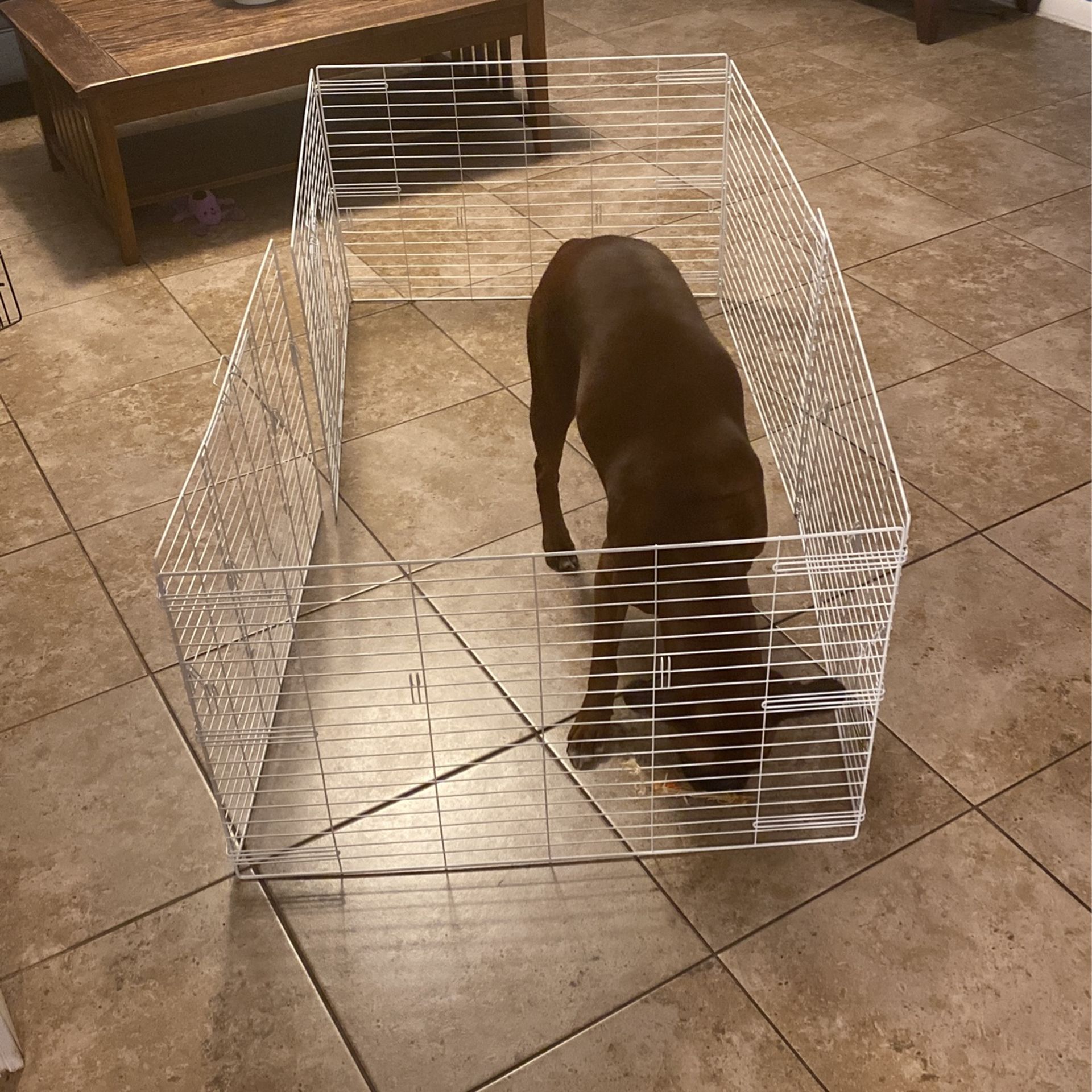 Guinea Pig Cage/set