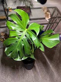 Monstera Deliciosa “Large Form”