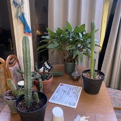 Cactus San Pedro Assorted