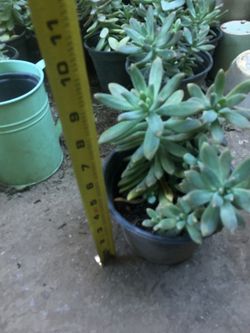 Succulent plants