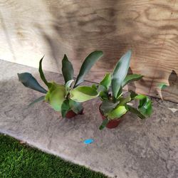 Staghorn Plants