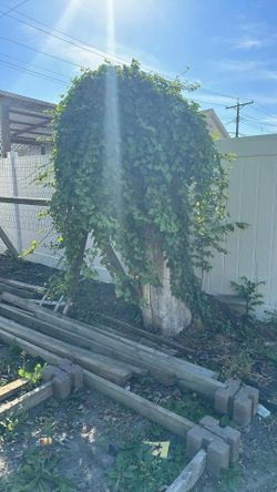 We Cut Tree