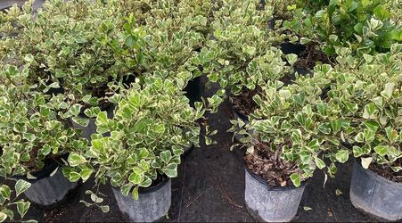 Ficus Triangularis – 3 Gallon | $11