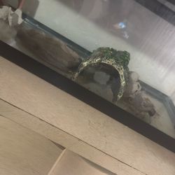 Lizard For Sale 