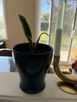 🌿 Small Snake Plant in Ceramic Pot