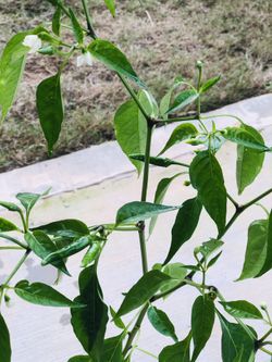 Thai Chili Plant (Organic)