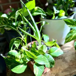 Indoor Plant For Sale