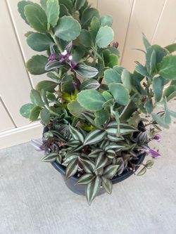 Mixed Succulent and Tradescantia Pot
