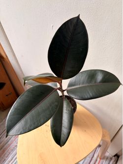 Ficus elastica