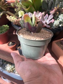 Purple Split Rock 💜 Rare