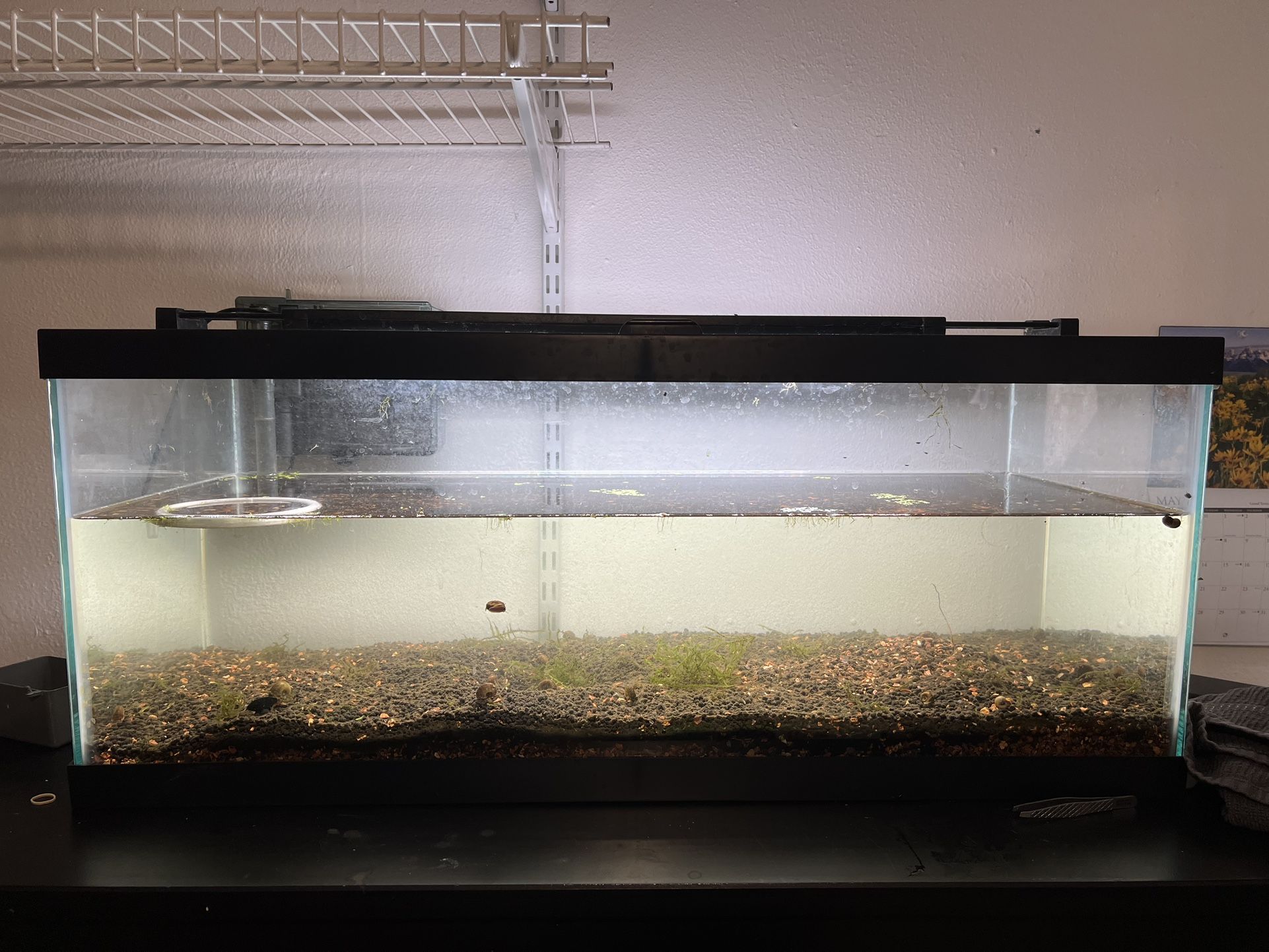 Full 20 Gallon Fish Tank Setup