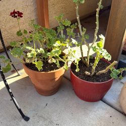 Geraniums In Pot 
