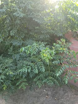 Neem Cheap Organic