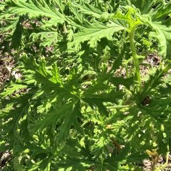 Mosquito Plant, 3 Gal, Massive Bush