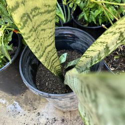Snake Plant 