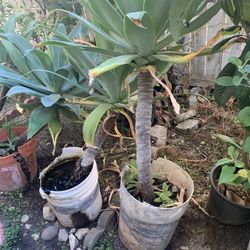 Large Fox Tail Plant In 15 Gallon Pot 35$ Each Have 5