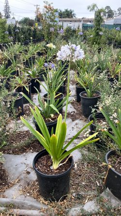 Lilys