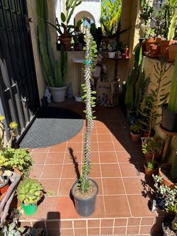 Madagascar Ocotillo Plant - 40 Inches