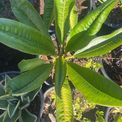 Plumeria