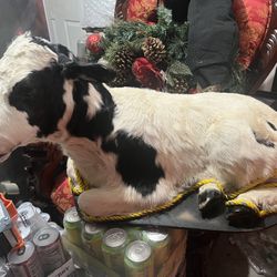  Taxidermy 