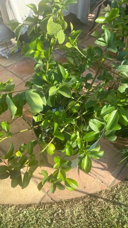 Beautiful lemon tree