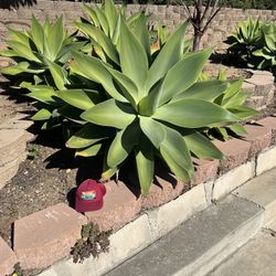 Fox Tail Agave Cuttings All Sizes 