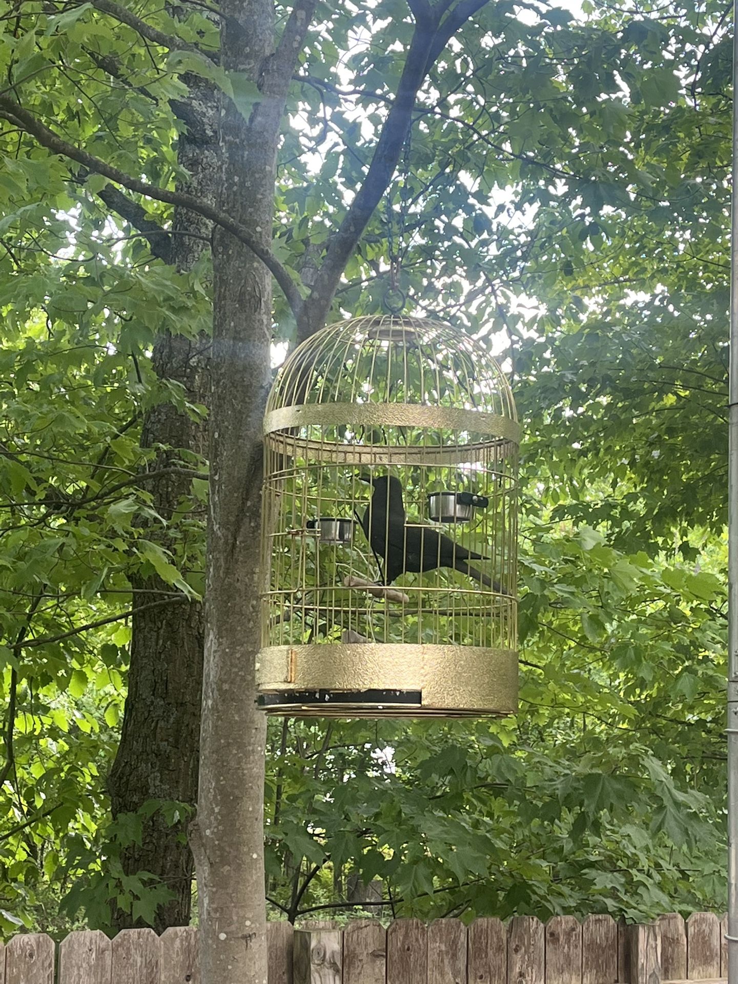Fake bird in a cage