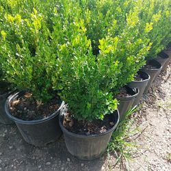 Wintergreen Boxwood 