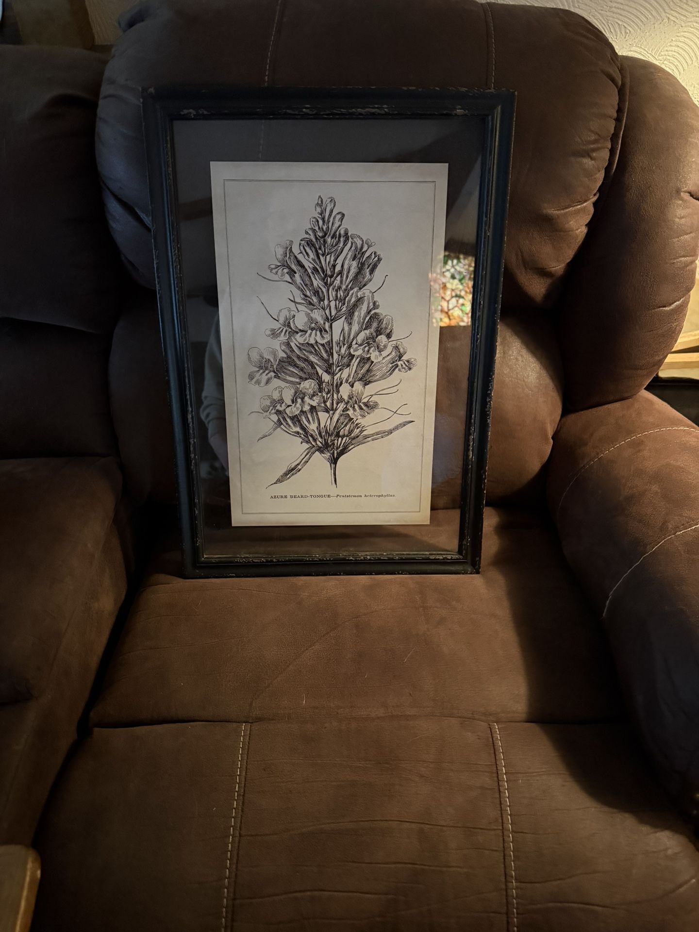 Framed Wildflowers Of California Azure Beard Tongue Framed Artwork Mary Elizabeth Parson