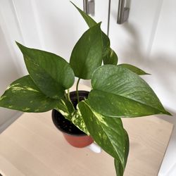 Golden Pothos in a nursery pot