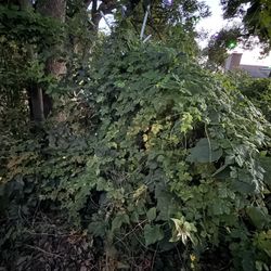 Bougainvillea Plant  - You Must Dig Up