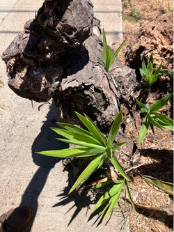 Free yucca tree stump – large Free yucca tree stump – large