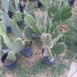 Cactus 