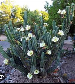 Peruvian Apple Cactus Clippings  - Night Blooming Cereus
