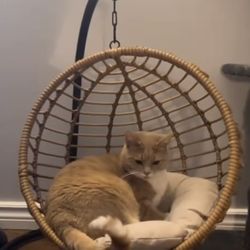 Pet Swing 
