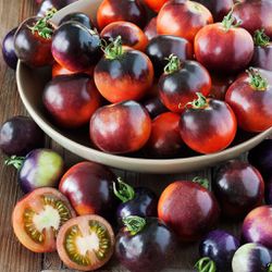 Organic Cherry Tomato Plant - Indigo Rose - Rare 