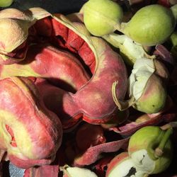 Guamuchiles 