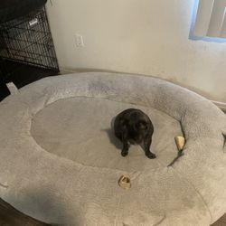 Large dog bed 