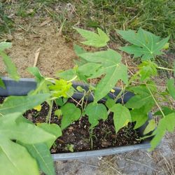 Aloe , Mango And Tomatoes 