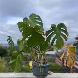 Monstera Deliciosa – Mature