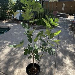 Black Mission Fig (higo)