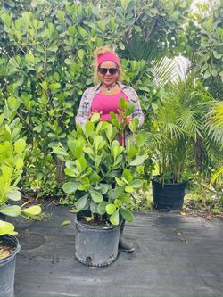 Beautiful 7 G Clusias Very Green Very Wide Full And Healthy 