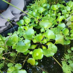 Pond Plant Water Hyacinth 