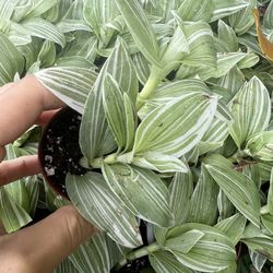 Tradescantia Fluminesis 2” Pot